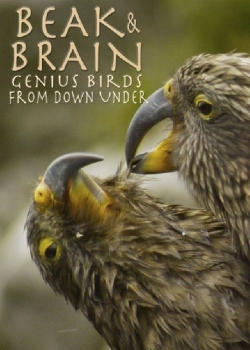 Beak & Brain - Genius Birds from Down Under